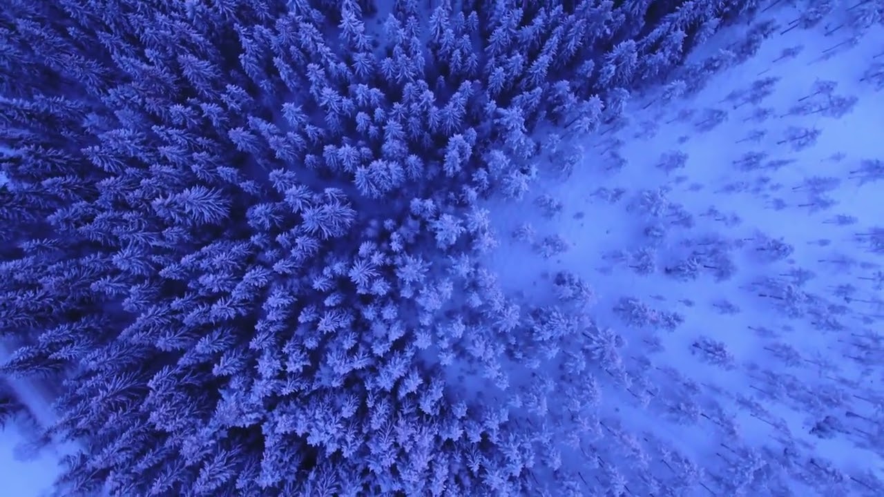 The Peaceful Path: A Relaxation Video in the Forests with Meditative Music
