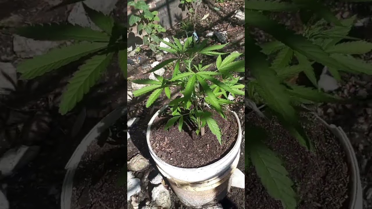 Radical juice auto- desde germinación hasta cosecha 🌸👽