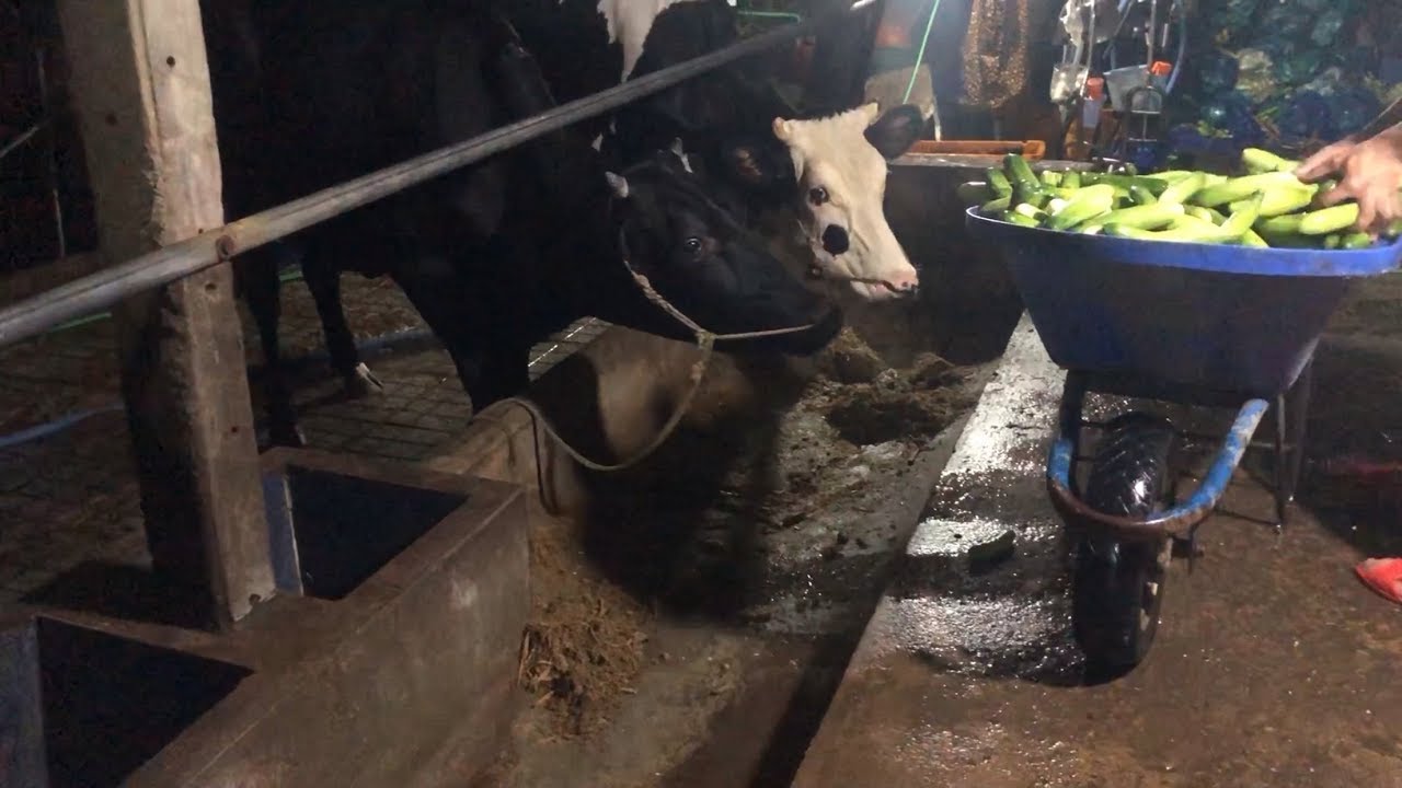 How to feed the Cow _ FeedStar _ Dinner of Cow Milk _ Best For Kid to watch ! Feed the Cow !Cucumber