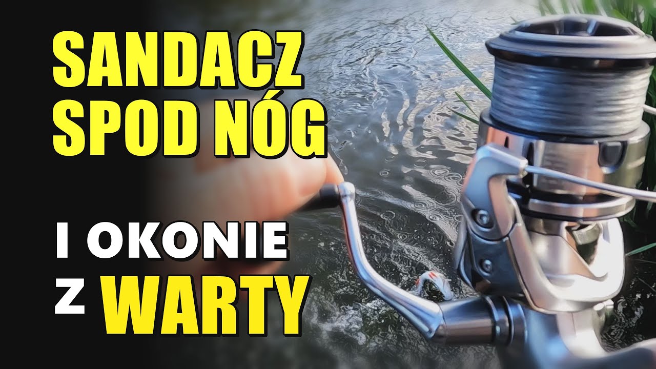 Rzeczny spinning w lipcu - SANDACZ I OKONIE Z WARTY. Wobler vs. guma. (Rzeka Warta, 2022) #BEZmapy 4