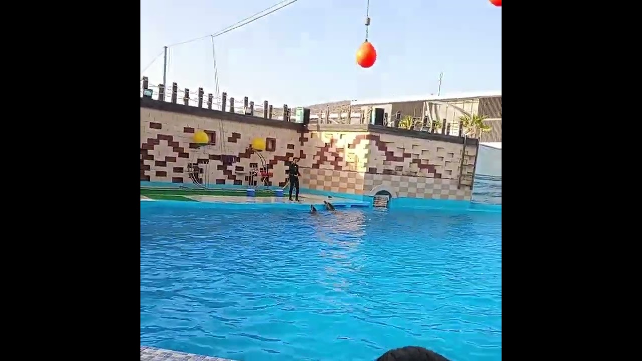 أوقات ممتعة بعالم الدلافين بمدينة أكادير 