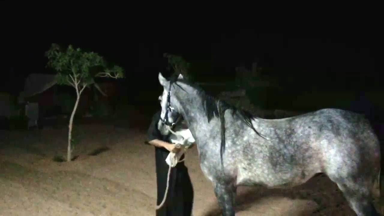 BREAKING (STARTING) THE MARE SABA  / عسف الفرس صبا