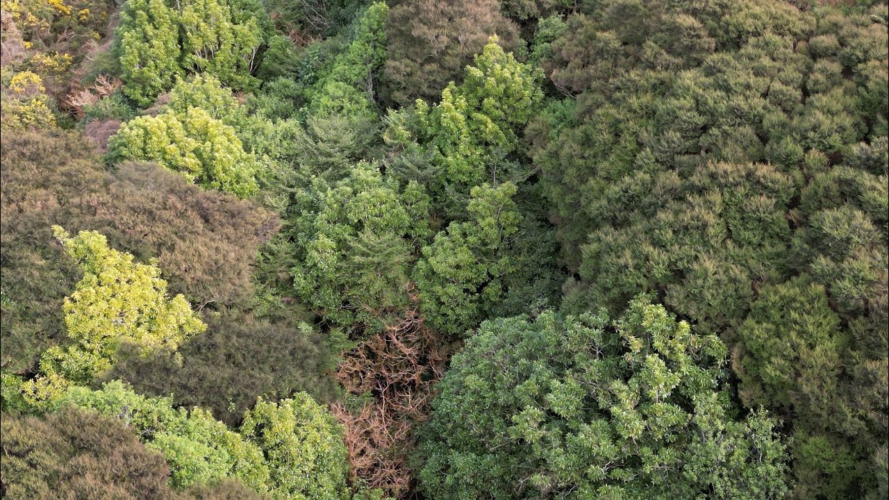 KT002 Kauri Trees Forest | Indigenous Flora Slideshow | August 2022