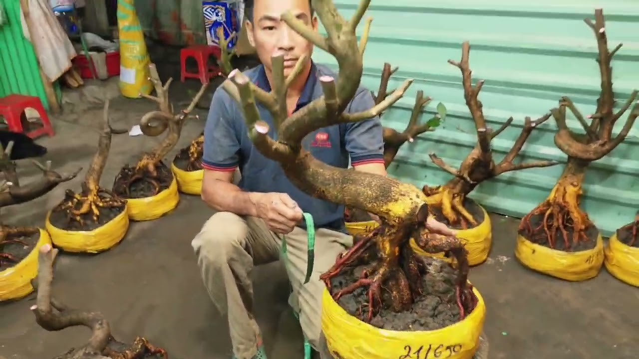1/3 a Hiếu 0392496865 phôi mai bonsai dáng quái đế nôm đẹp giá mềm 