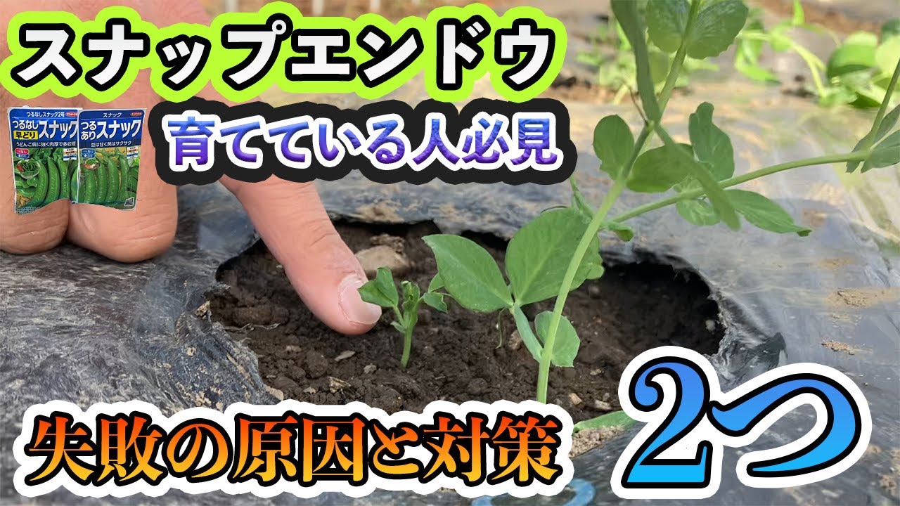 【スナップエンドウ】注意点と対策！育ててる人は必見です。