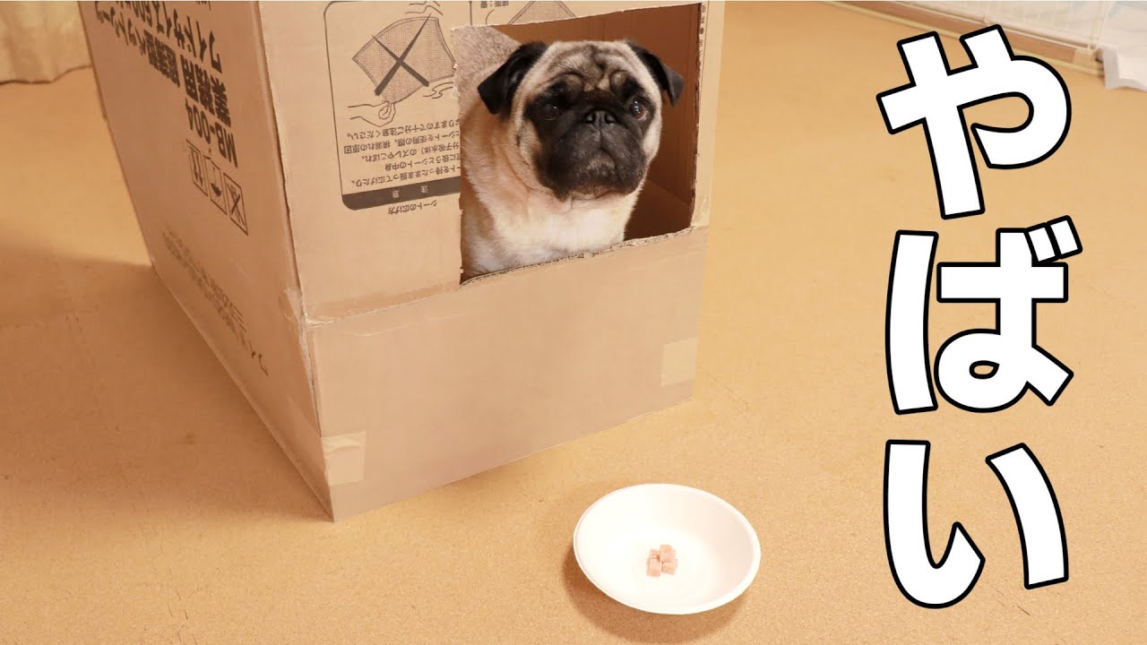 【やってみた】犬のＩＱテストに挑戦したら凄い結果になりました！