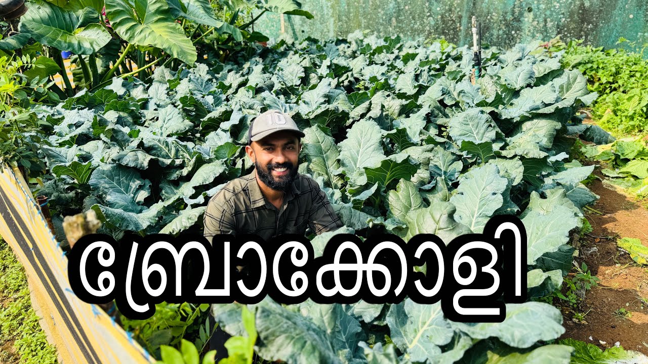 ഫാമിലെ ബ്രോക്കോളികൾ ഉണ്ടായി തുടങ്ങി 👍☺️😊