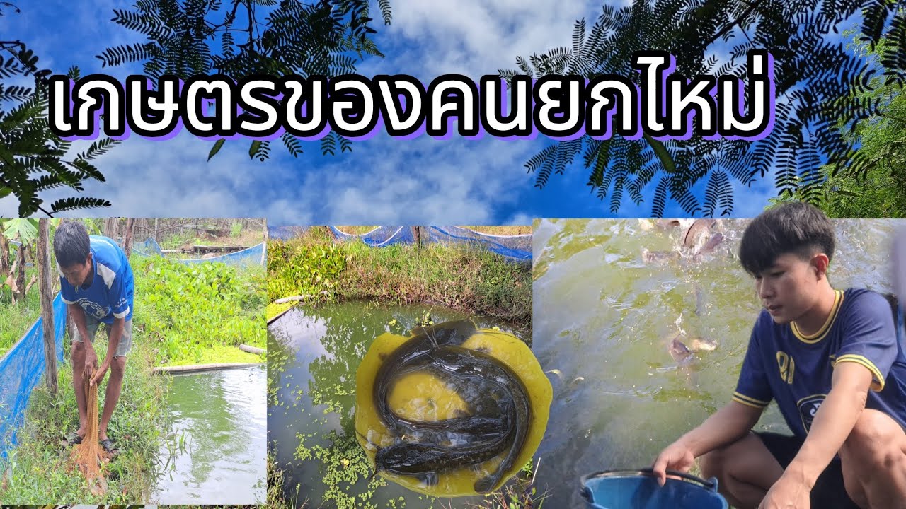 อัพเดทปฏิกิริยาของปลา ອັບເດດປຕິກິລິຍາຂອງປາ#kiiเกษตรคนเลี้ยงปลา #วิถีชีวิตคนบ้านนอก 
