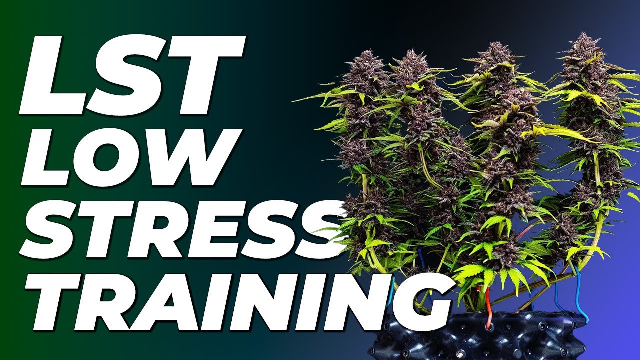 What is Low Stress Training? - LST explained in under 60 seconds