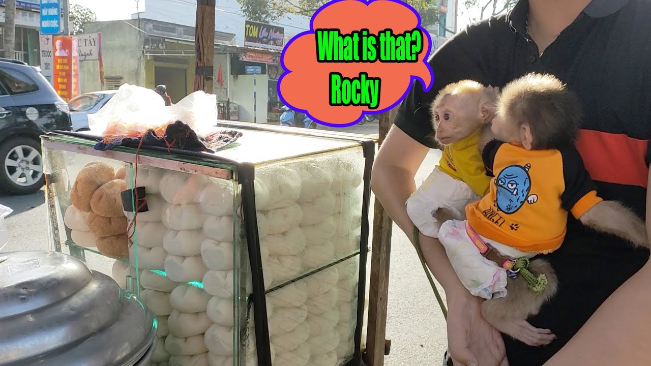 Monkey Rocky and Ricky roam the streets with Dad