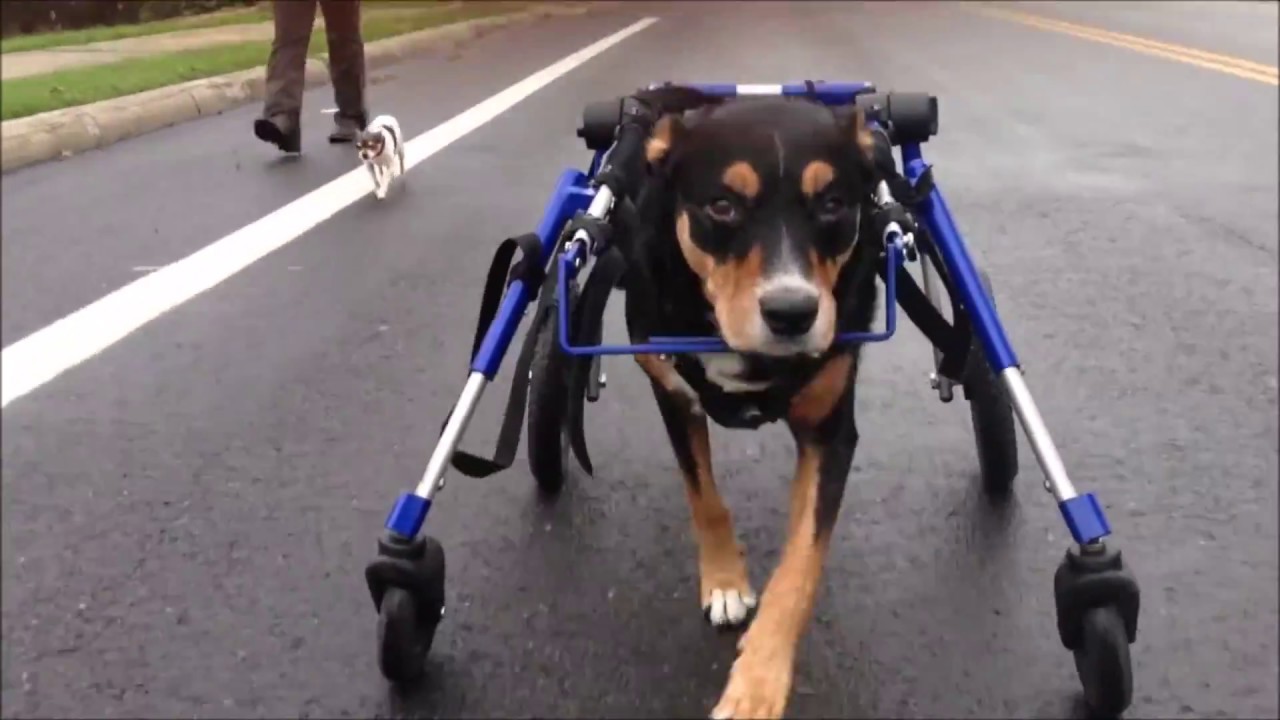 Fully Supported Dog Wheelchair