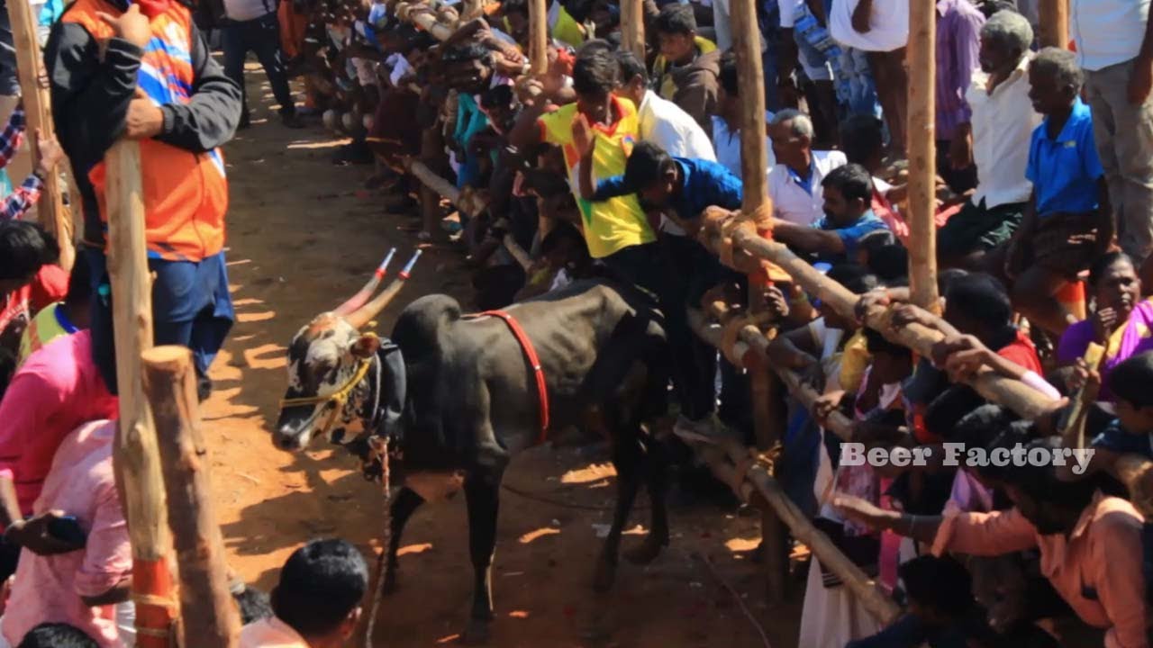 Galatta kalai collection | erudhu vidum thiruvizha 2020 | bull cow funny videos | beer factory