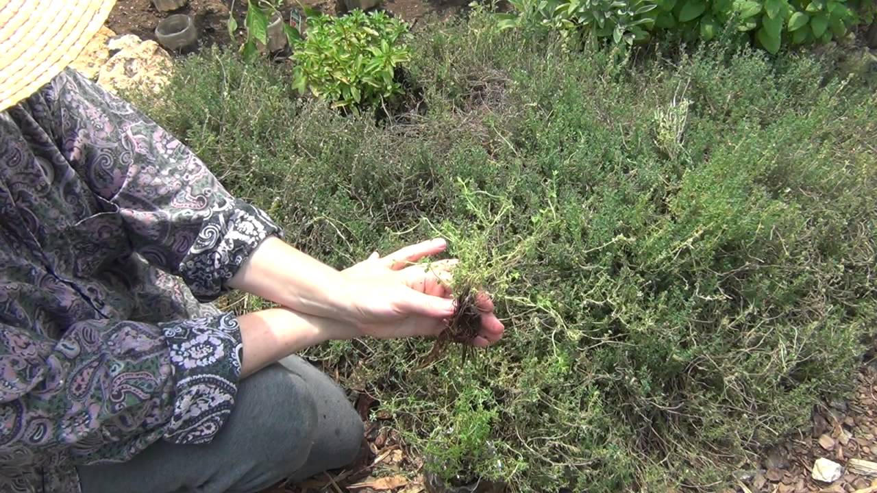 How to Grow and Use Thyme