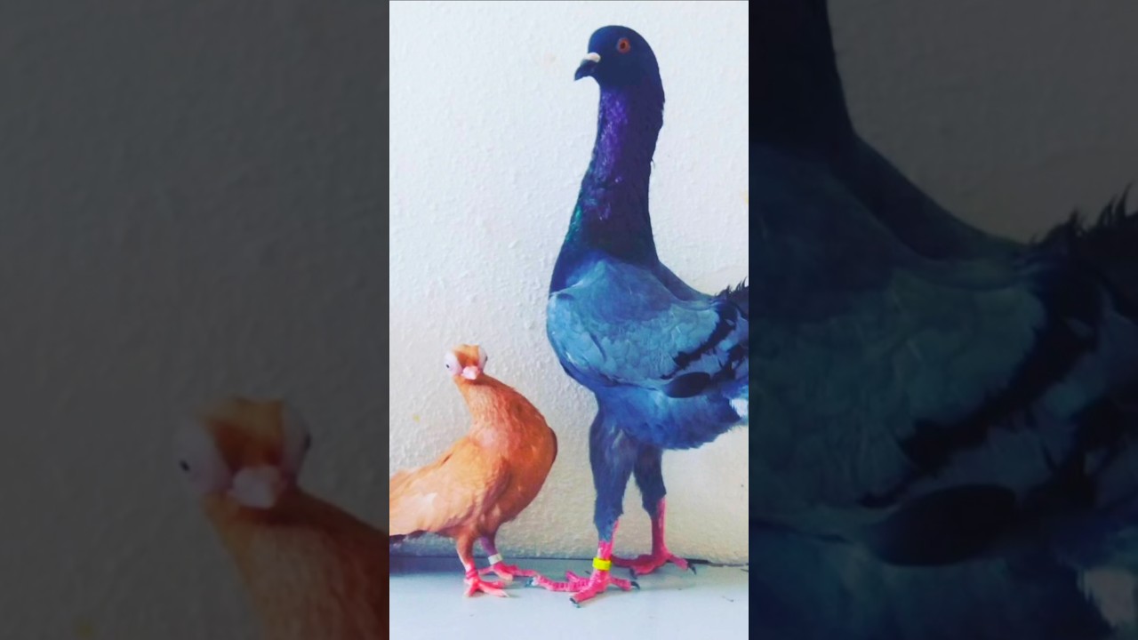 Giant Pigeon 😮 #pigeon #birds #tauben