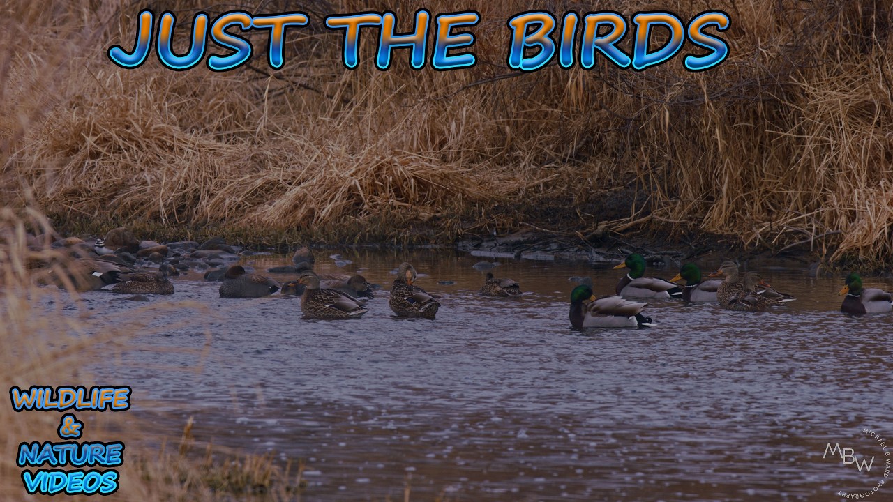 Just The Birds ~ Waterfowl