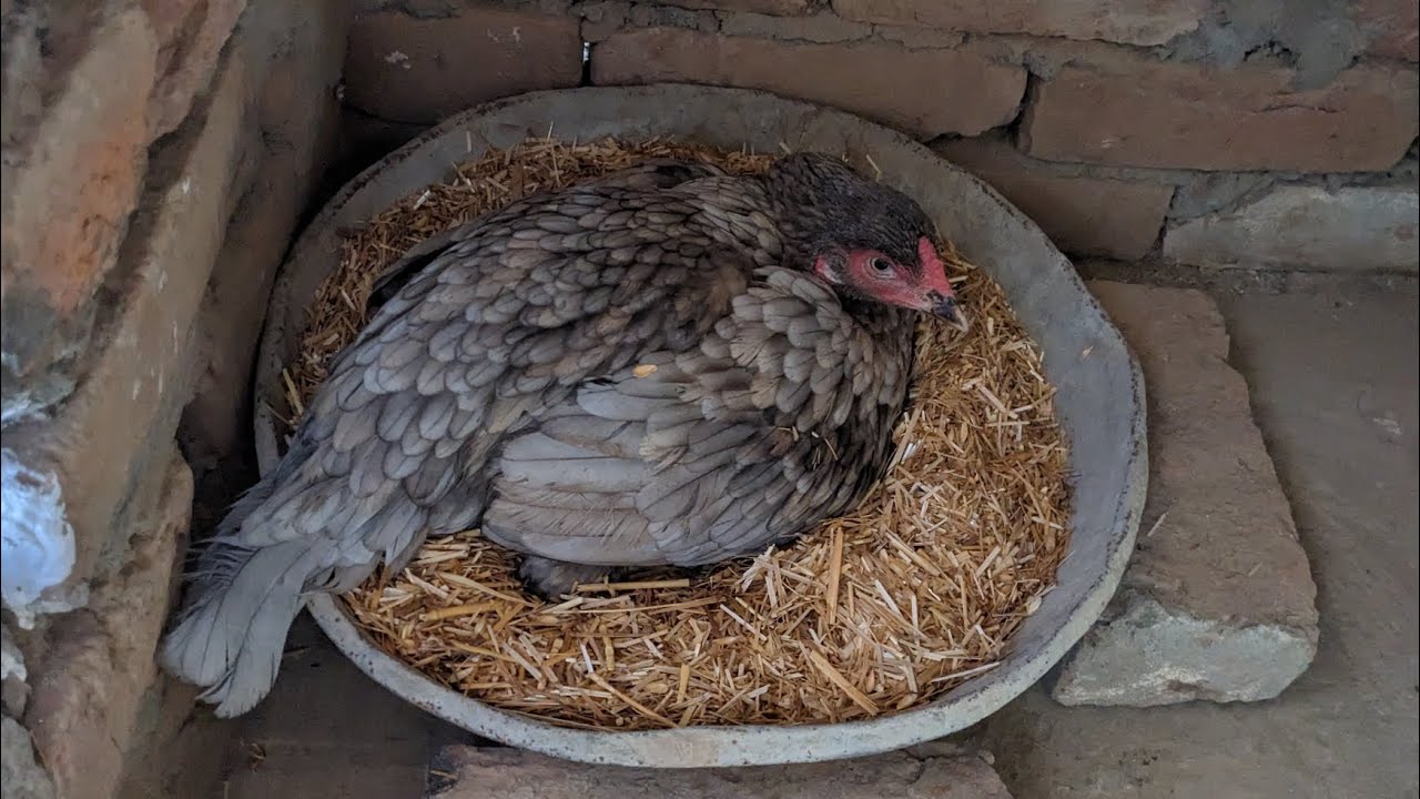 I Put my hen on the eggs 🐣 | Hen hatching eggs |....