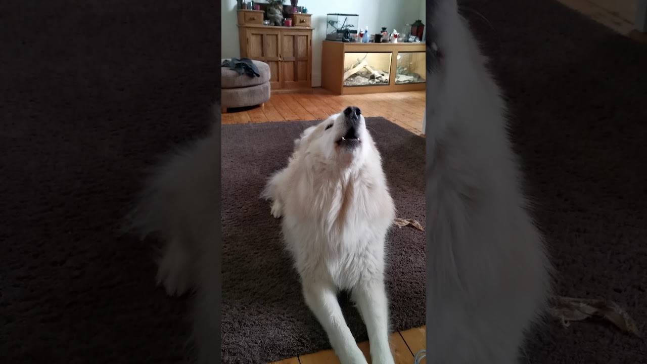 Silas Speaks; the Utonagan in his own words [Wolf howling]