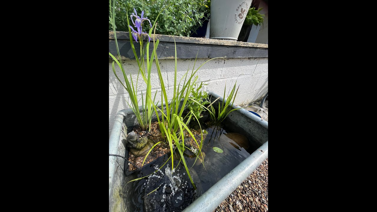 Mini wildlife pond in a galvanised metal trough