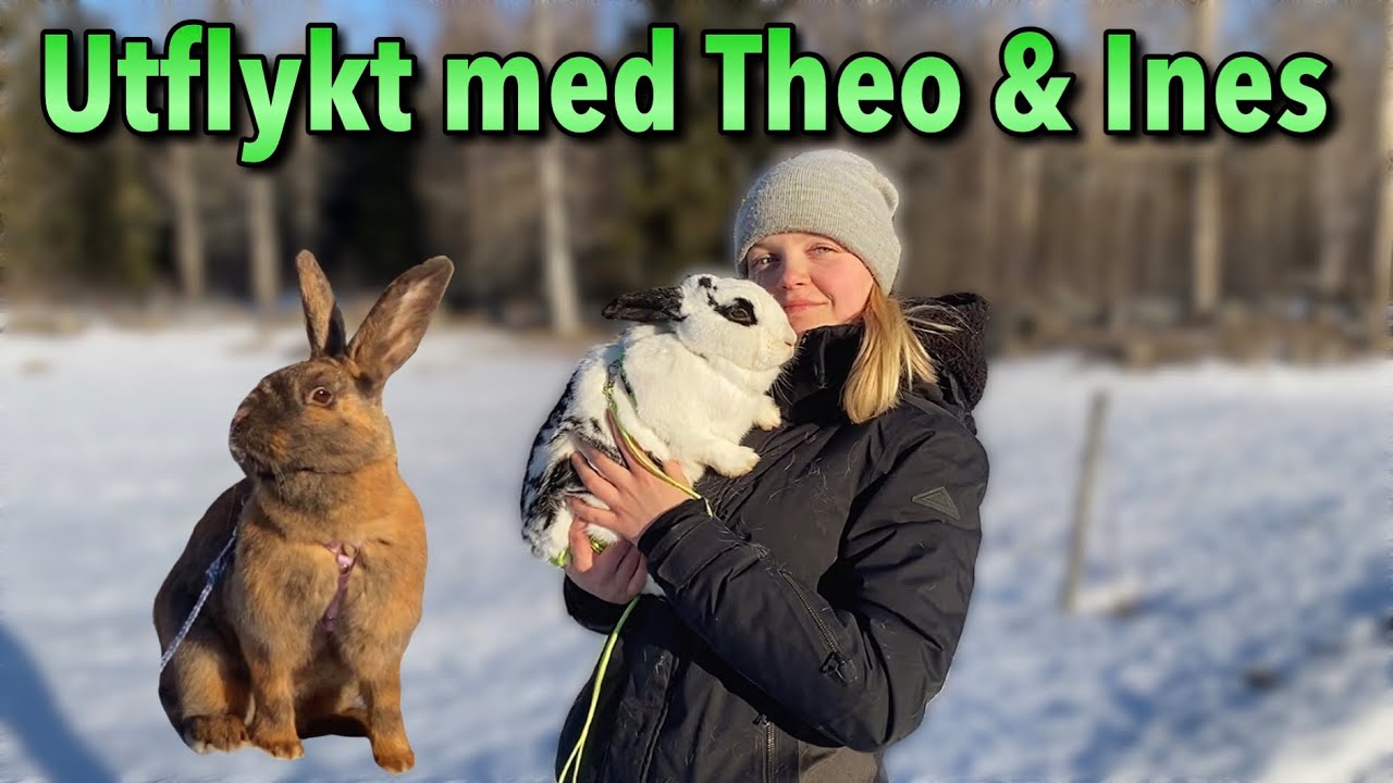 VLOGG~ Utflykt med kaninerna