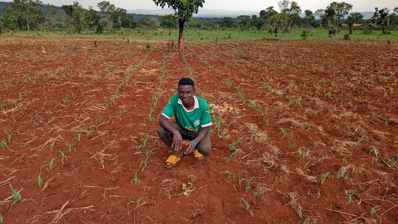 Nafasi Sahihi Kati ya Miche na Uwekaji wa Mbolea kwa Kiwango Kilichopimwa (Grams)|| kilimo kigoma.