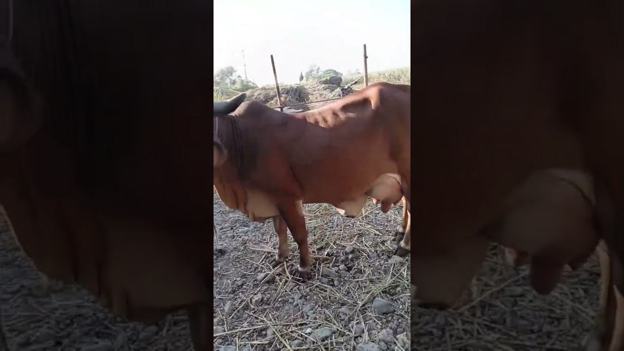 beautiful cow#shorts