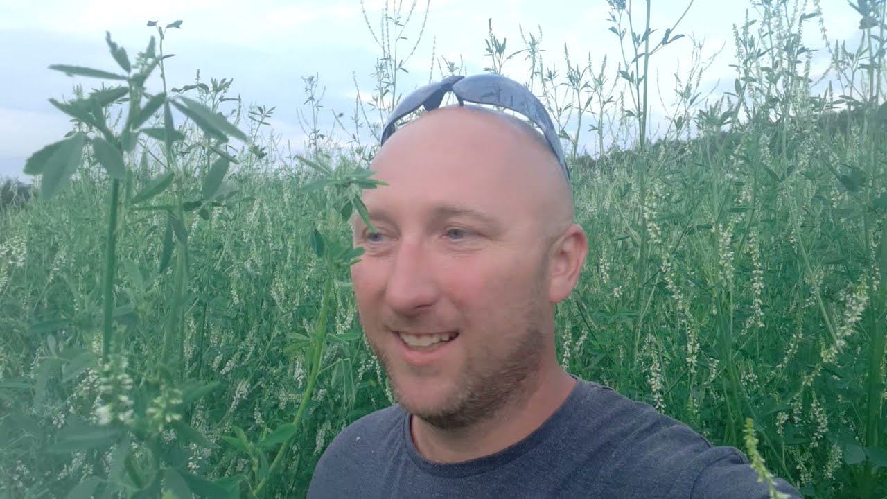 Nostrzyk Biały początek kwitnienia #57