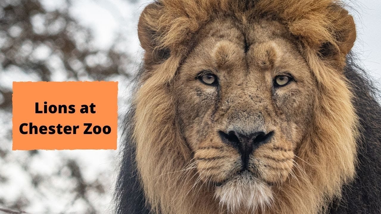 Tour of the Brand New Lion Complex at Chester Zoo