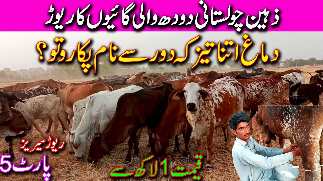 Sahiwal Cholistani Dairy Cows Very Intelligent | Herd Cows Are Cheap Buy / Luddan Mandi.PK