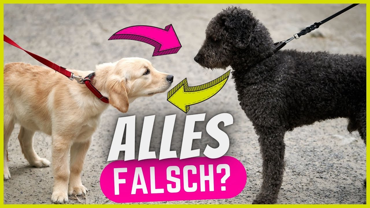 Die 6 d&uuml;mmsten Fehler beim Hunde-Kennenlernen! (Machst du sie?)