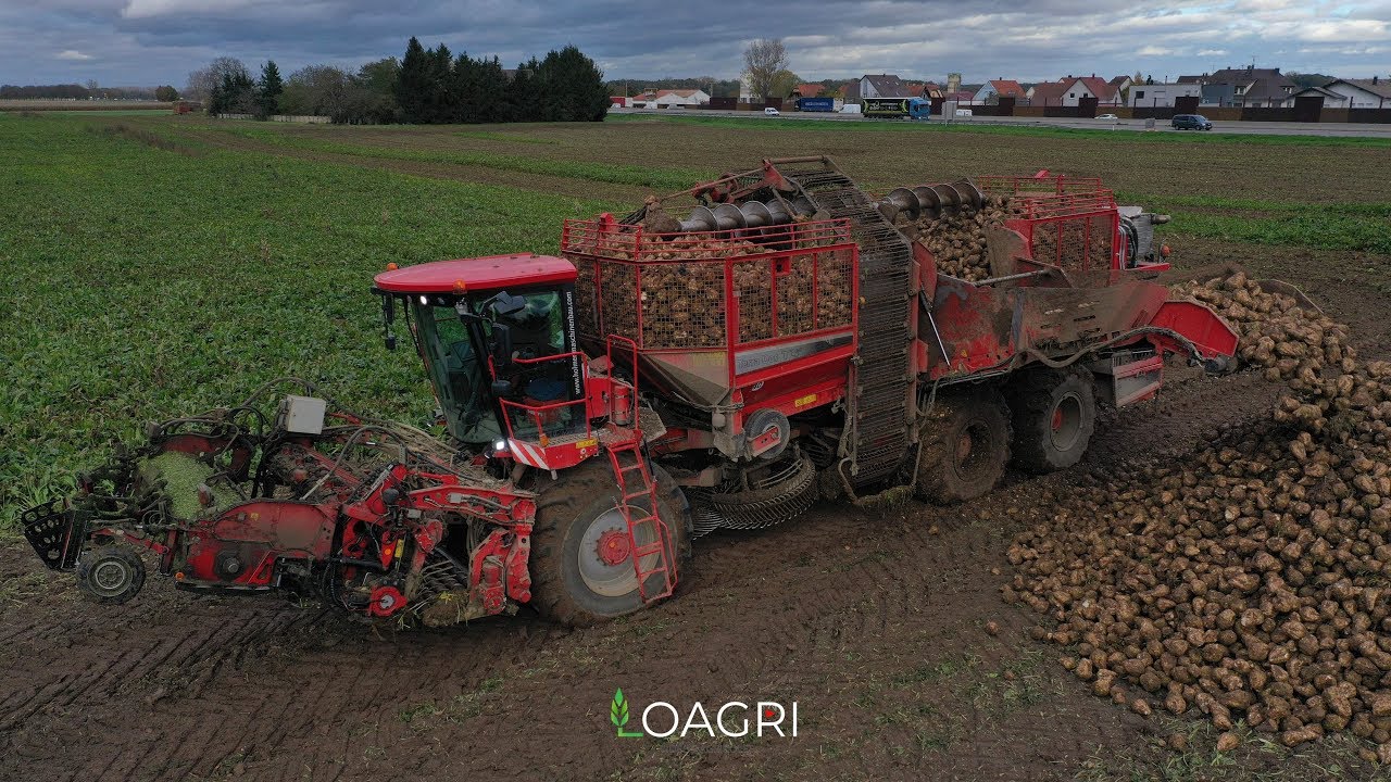 ARRACHAGE DE BETTERAVES 2019 |  HOLMER T4.40