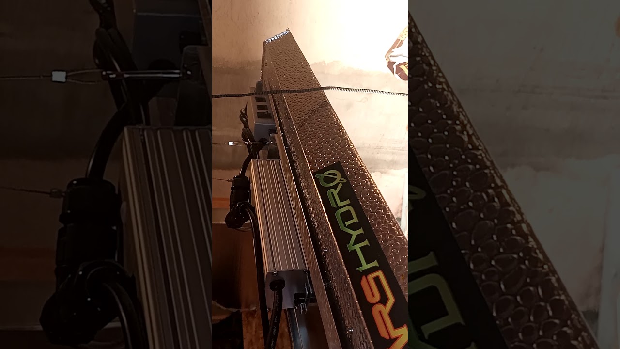 opening a new light from mars hydro ,tsl 2000 growing on a budget