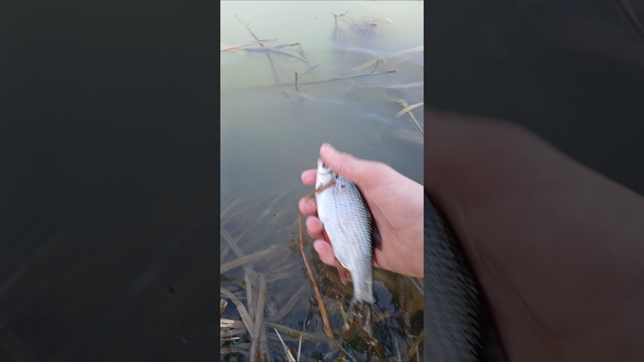 Zarybieniowe płocie #fishing