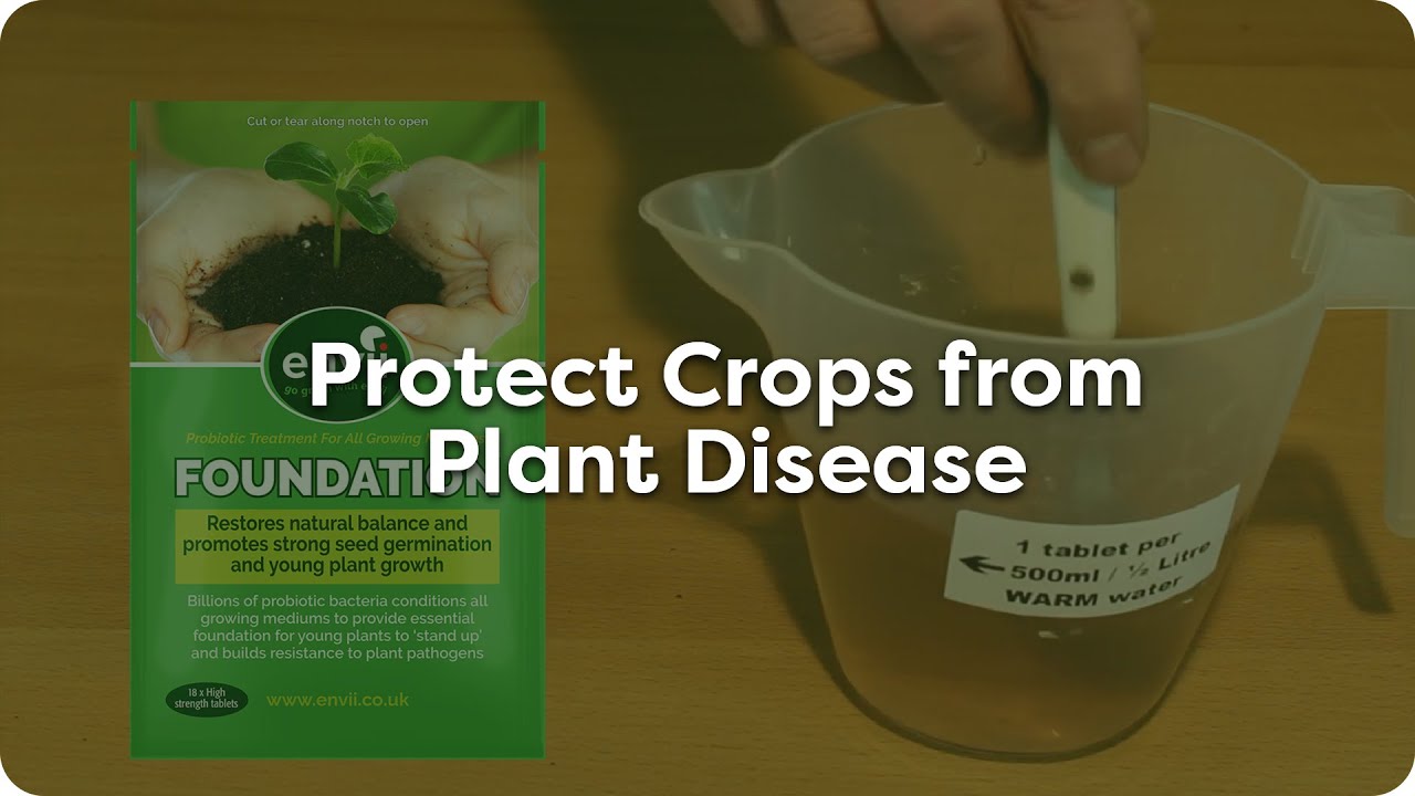 Organic Gardening: Protect Crops from Plant Disease with Envii Foundation
