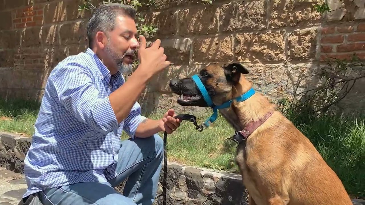 JALTEC, HALTI, GENTLE LEADER, BOZAL, ARNES HOCICO, ADIOS JALONES DE TU PERRO, parte 3