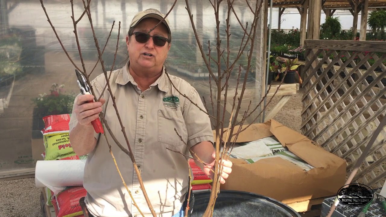 How To Prune Bare Root Fruit Trees