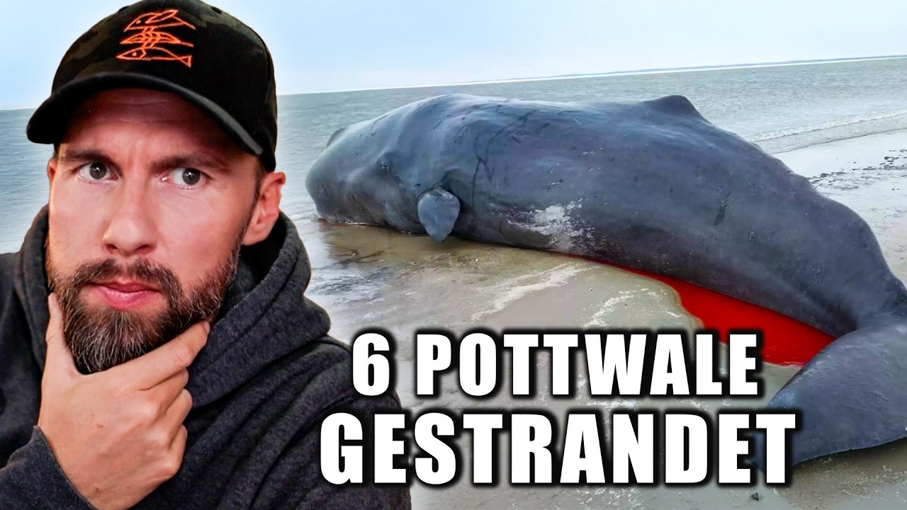 6 Pottwal-Strandungen in Dänemark – Was ist passiert? | Robert Marc Lehmann reagiert