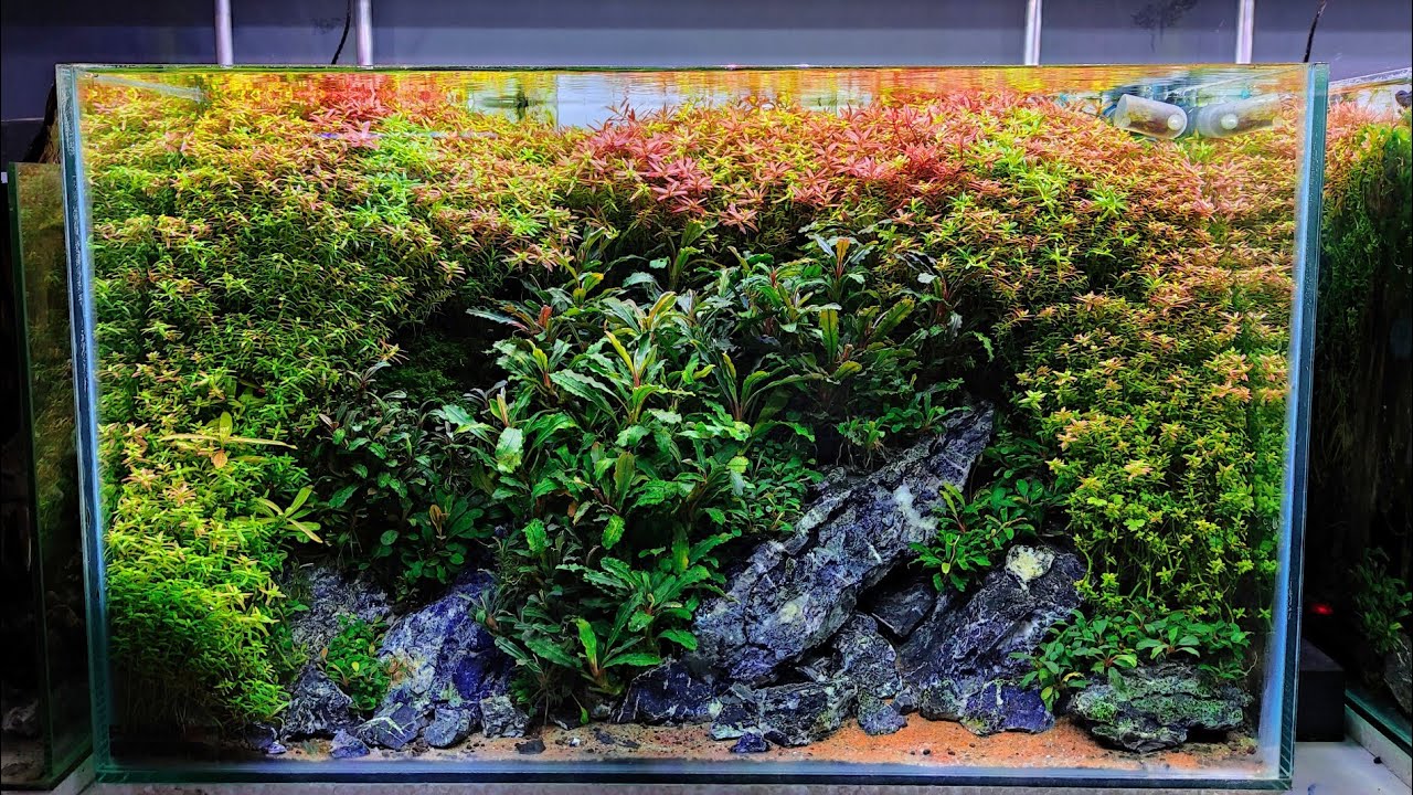 The beauty of plants in the aquarium "Cinematic video"