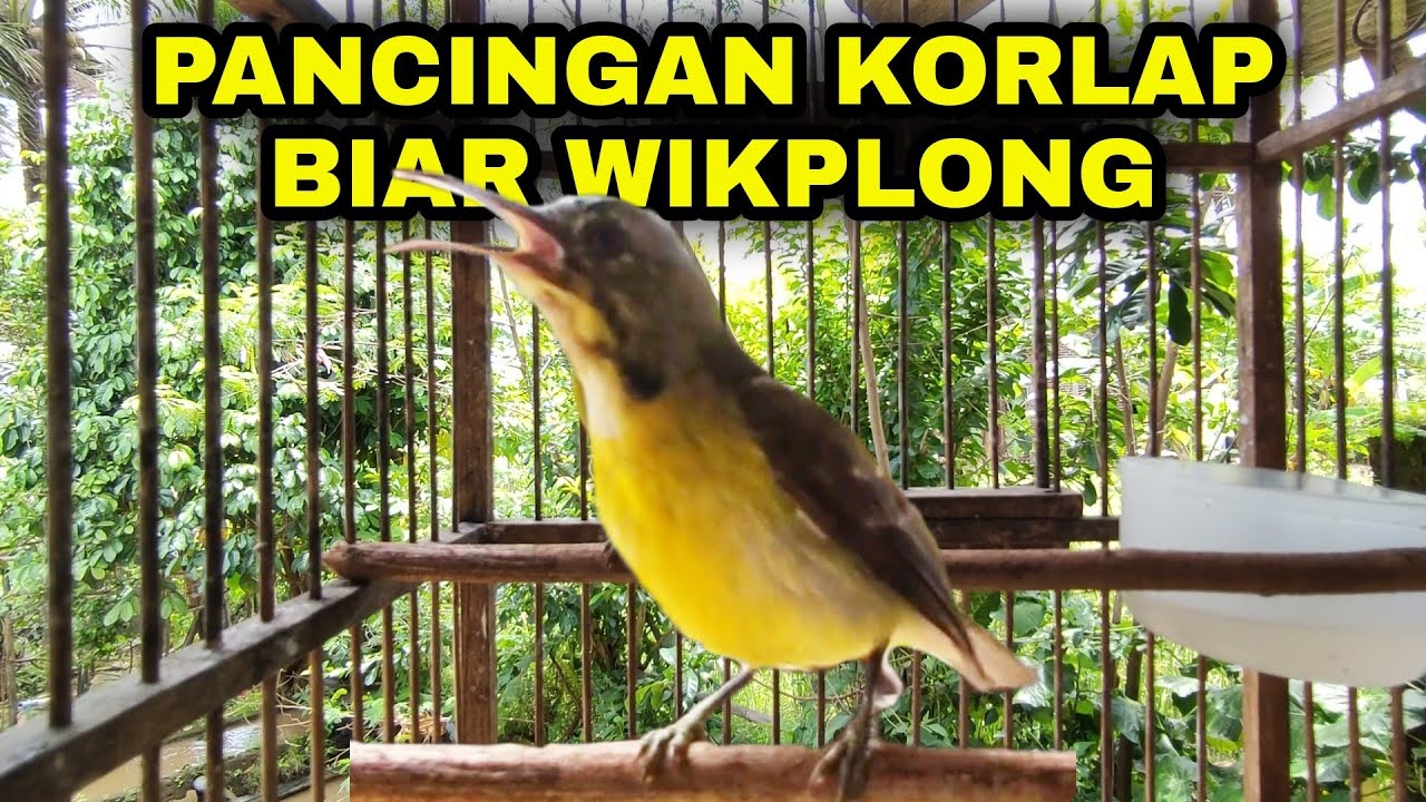 KOLIBRI KELAPA GACOR KORLAP GACOR NGALAS WIKPLONG