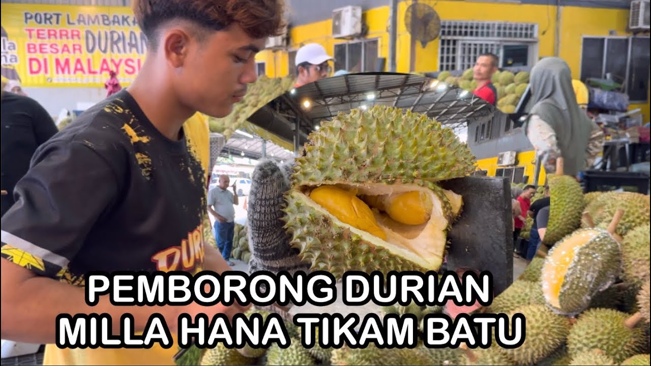 DURIAN MILLA HANA, TIKAM BATU, KEDAH. Pulut durian Udang Merah D99 Musang King Black Thorn D24 !!!
