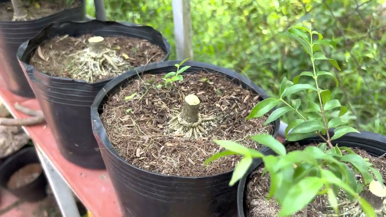 Bonsai Siêu mini. Chia sẻ ae quá trình tạo ra cây Siêu mini.