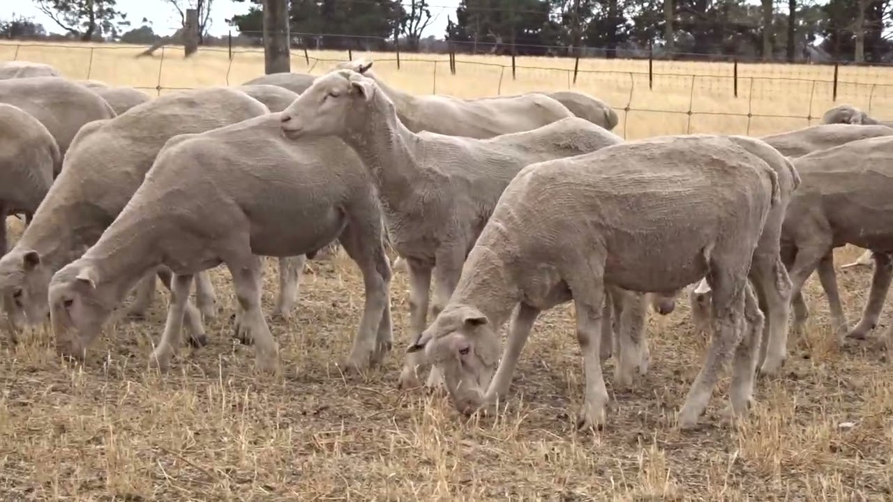 Purvis Crossbred Lambs Tops