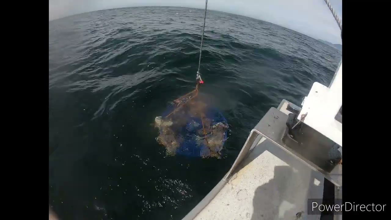 OCEAN DUNGENESS CRABBING with HUGE POTS! *Garibaldi twin rock*