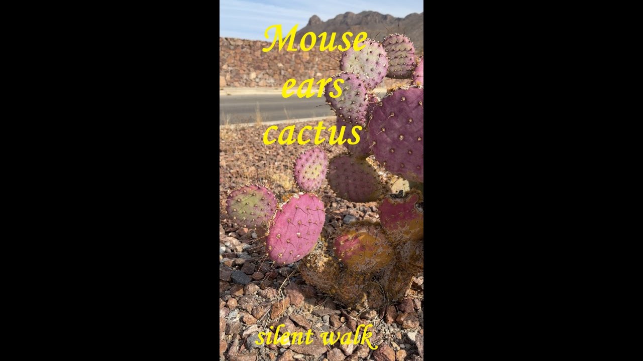 Pink cactus glowing in my silent walk