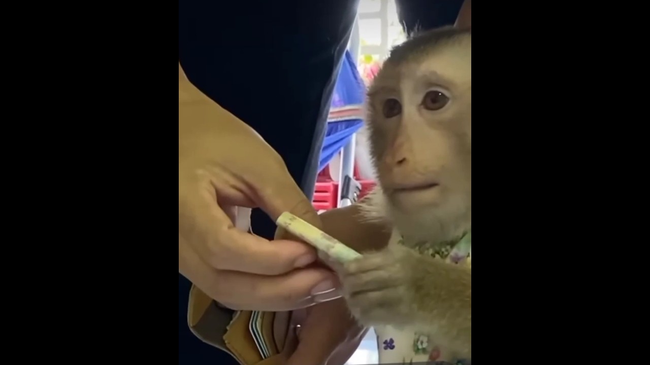 is video Ko dekhkar aapka Dil Karega ki Ham monkey hi paalne 🐒