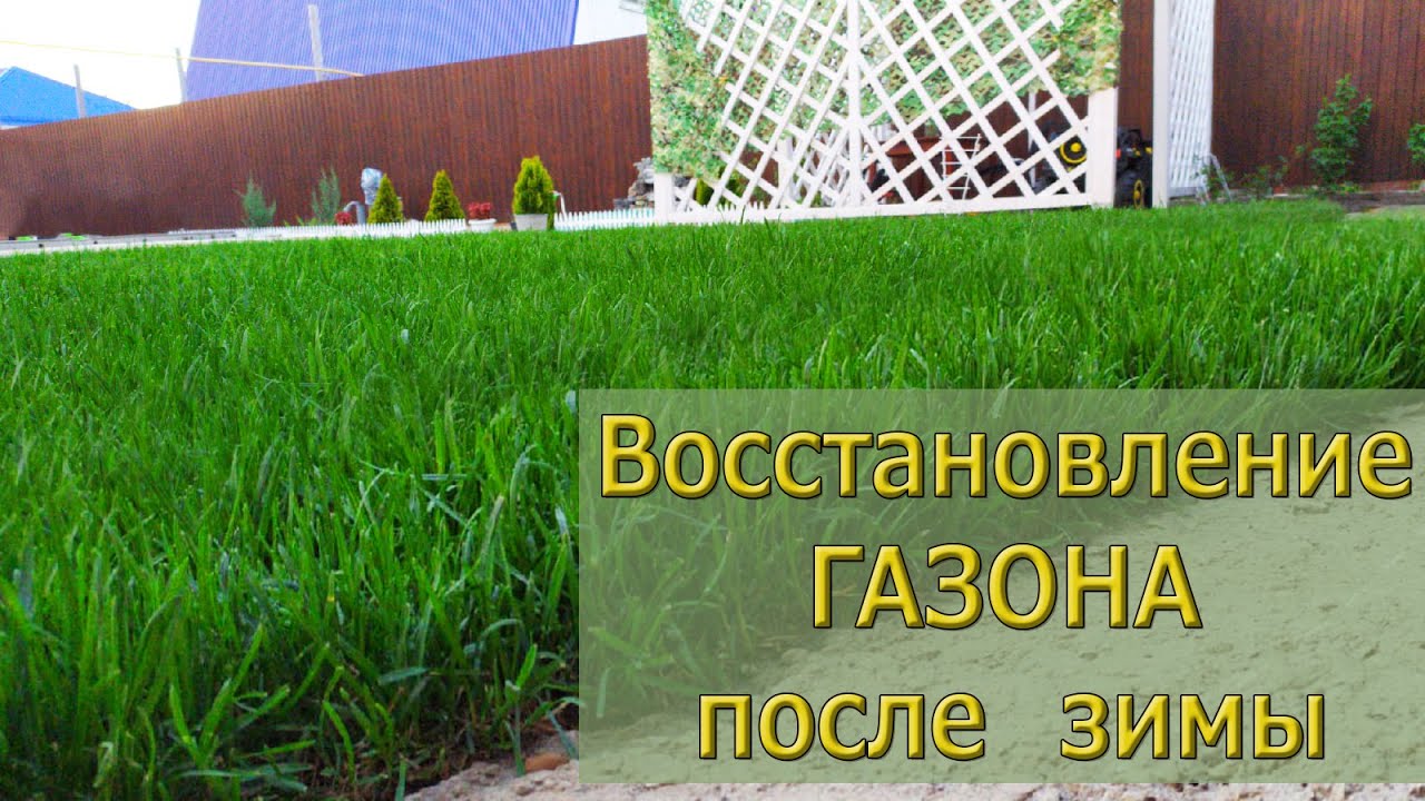 Восстановление газона после зимы |подсев газона | газон своими руками |садоводство | бери и делай