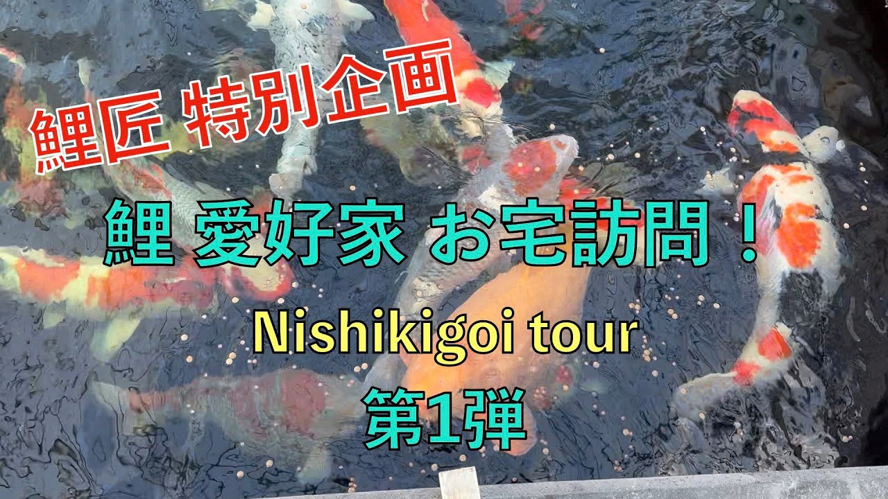 鯉匠 特別企画　鯉 愛好家 お宅訪問！第1弾　　Nishikigoi tour！