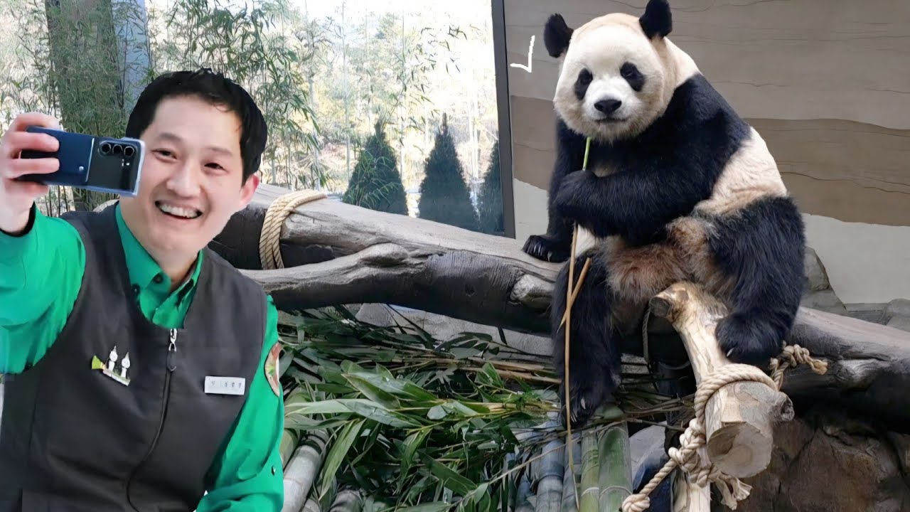 세컨하우스 1월30일 루이가 푸바오 보다 더 귀여운것 같아요 
