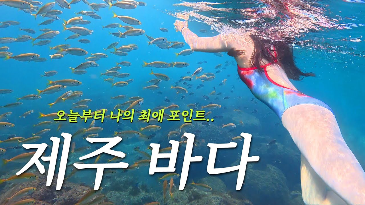 솔직히 펀다이빙은 제주가 레전드🌴 최고의 다이빙 포인트ㅠ