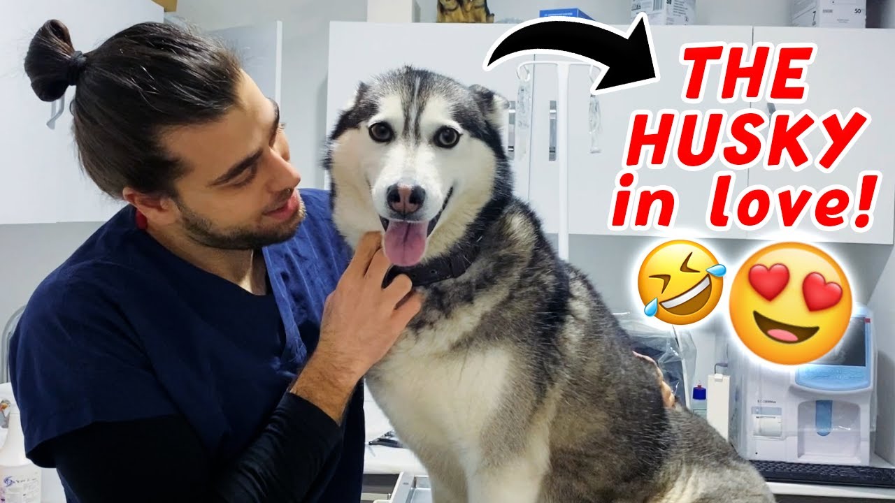 Хаски убегает из дома из-за любви! 😍 И вернётся с малышами! 😂 #TheVet