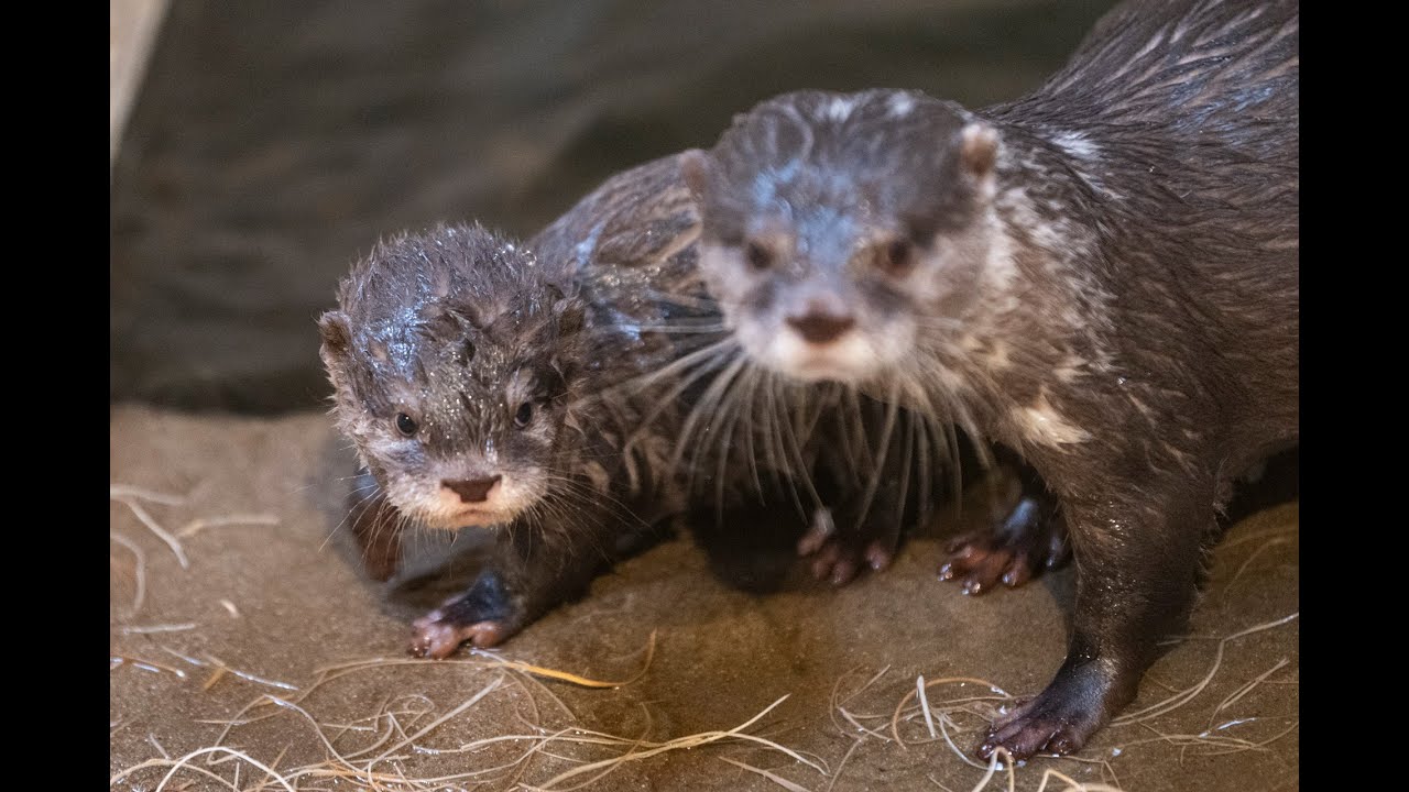 Otter pup swimming lessons